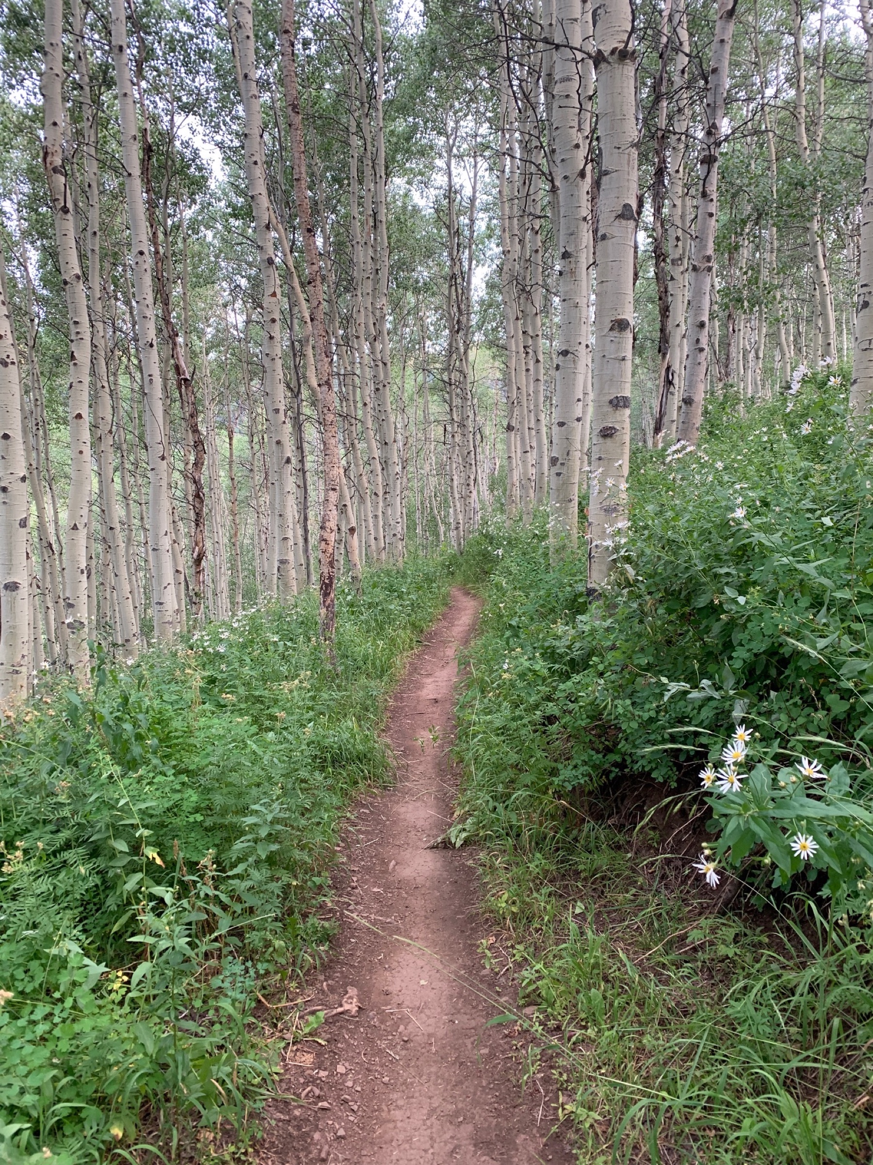 Aspen trail in summer, Park City